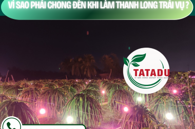 VÌ SAO PHẢI CHONG ĐÈN KHI LÀM THANH LONG TRÁI VỤ? – CÔNG TY TNHH TATADU