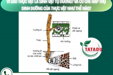 VÌ SAO THỰC VẬT LÀ SINH VẬT TỰ DƯỠNG? VÀ CƠ CHẾ HẤP THỤ DINH DƯỠNG CỦA THỰC VẬT NHƯ THẾ NÀO? – CÔNG TY TNHH TATADU