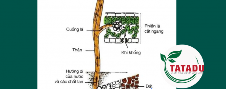 VI SAO THUC VAT LA SINH VAT TU DUONG VA CO CHE HAP THU DINH DUONG CUA THUC VAT NHU THE NAO