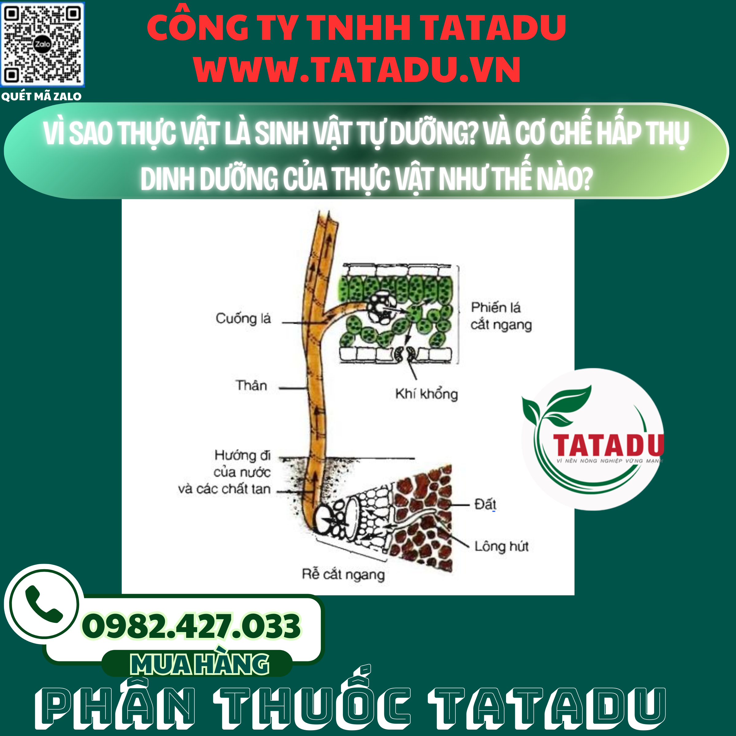 VI SAO THUC VAT LA SINH VAT TU DUONG VA CO CHE HAP THU DINH DUONG CUA THUC VAT NHU THE NAO