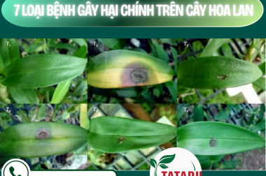 7 LOẠI BỆNH GÂY HẠI CHÍNH TRÊN CÂY HOA LAN – NHÀ NÔNG CẦN BIẾT – CÔNG TY TNHH TATADU