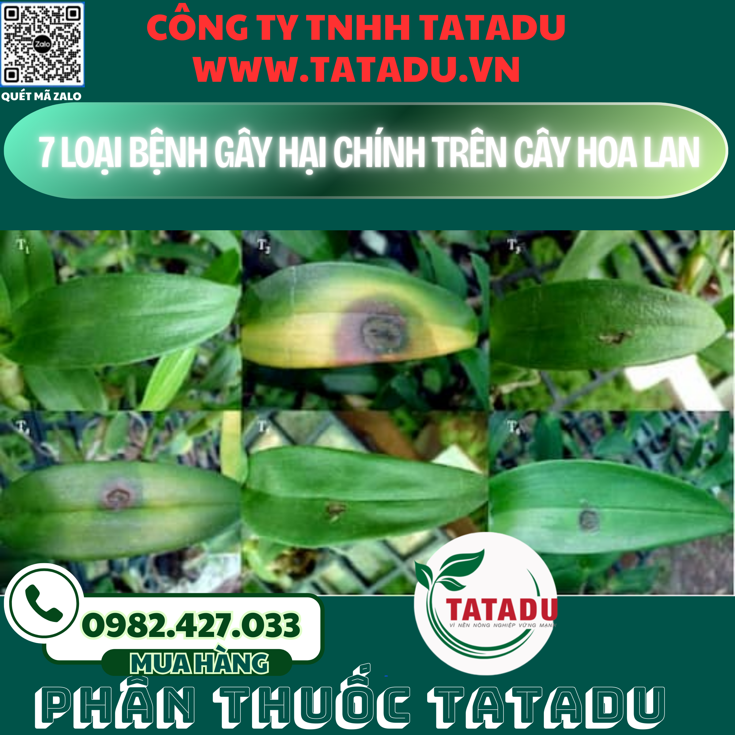 7 LOAI BENH GAY HAI CHINH TREN CAY HOA LAN