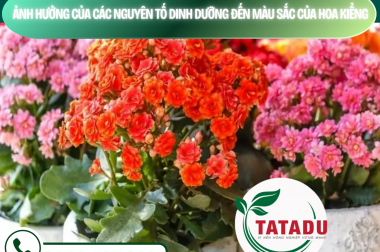 ẢNH HƯỞNG CỦA CÁC NGUYÊN TỐ DINH DƯỠNG ĐẾN MÀU SẮC CỦA HOA KIỂNG – CÔNG TY TNHH TATADU