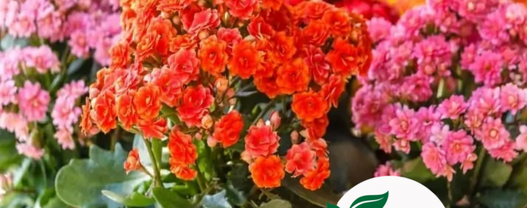 ANH HUONG CUA CAC NGUYEN TO DINH DUONG DEN MAU SAC CUA HOA KIENG