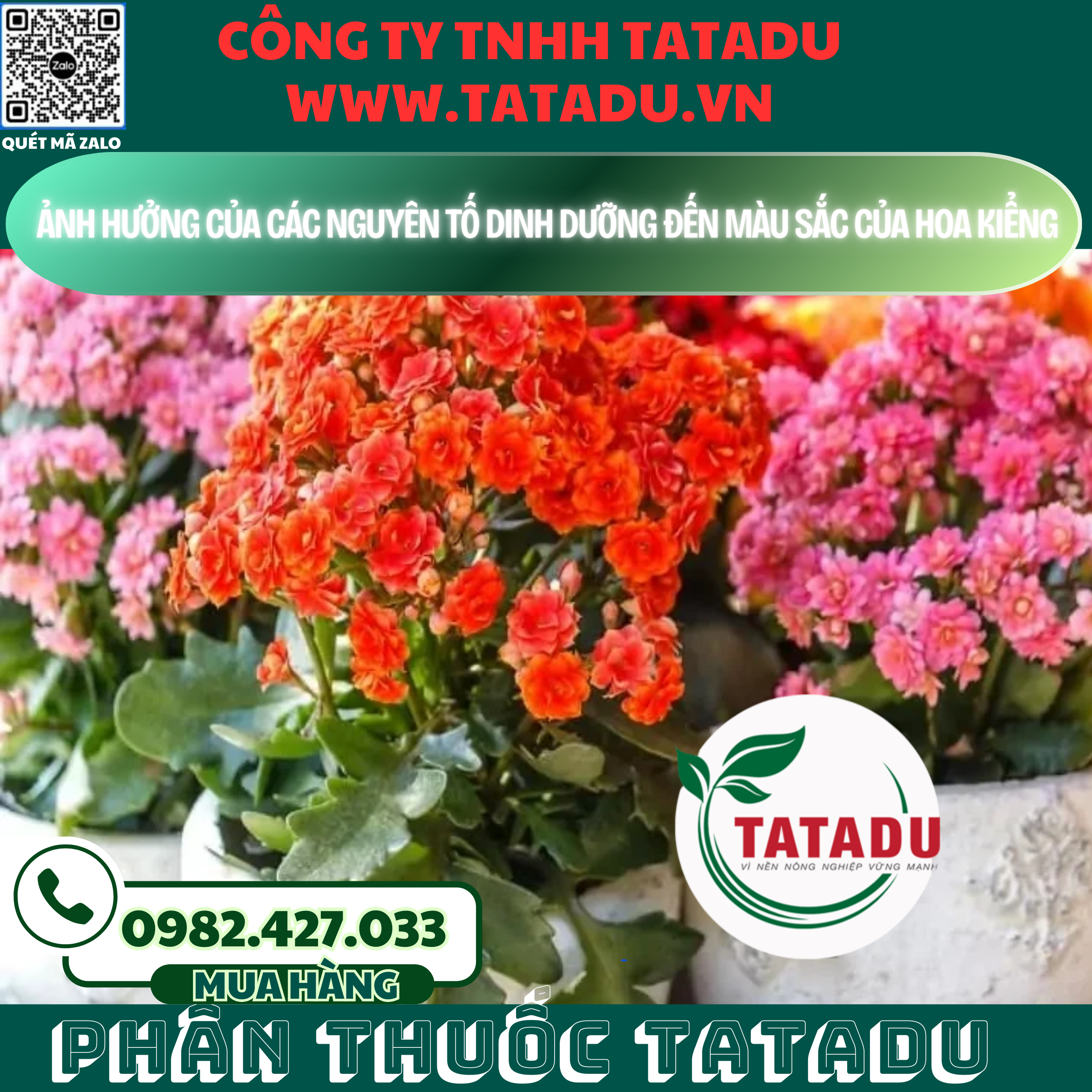 ANH HUONG CUA CAC NGUYEN TO DINH DUONG DEN MAU SAC CUA HOA KIENG
