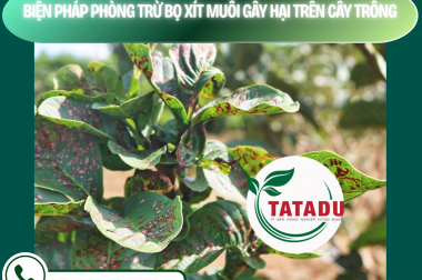 BIỆN PHÁP PHÒNG TRỪ BỌ XÍT MUỖI GÂY HẠI TRÊN CÂY TRỒNG – CÔNG TY TNHH TATADU