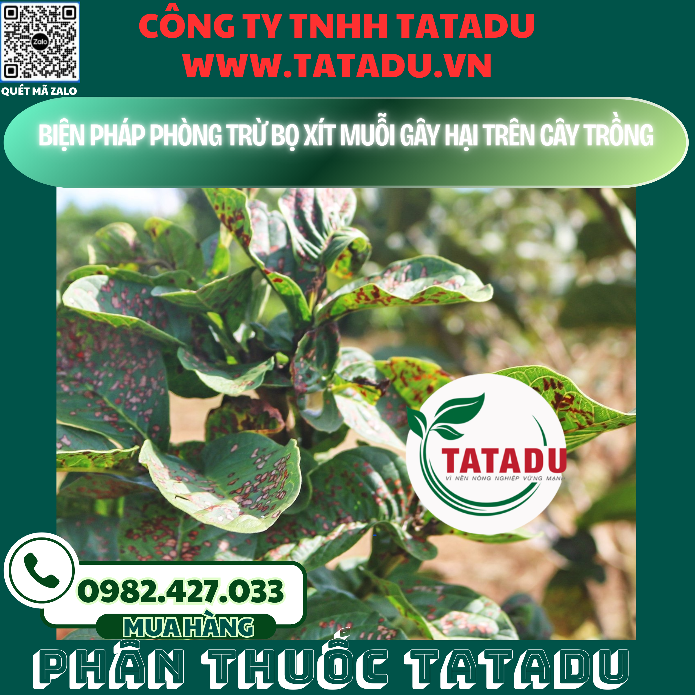 BIEN PHAP PHONG TRU BO XIT MUOI GAY HAI TREN CAY TRONG