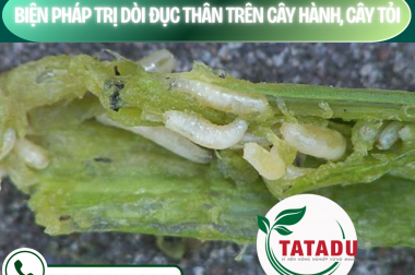 BIỆN PHÁP TRỊ DÒI ĐỤC THÂN TRÊN CÂY HÀNH, CÂY TỎI – CÔNG TY TNHH TATADU