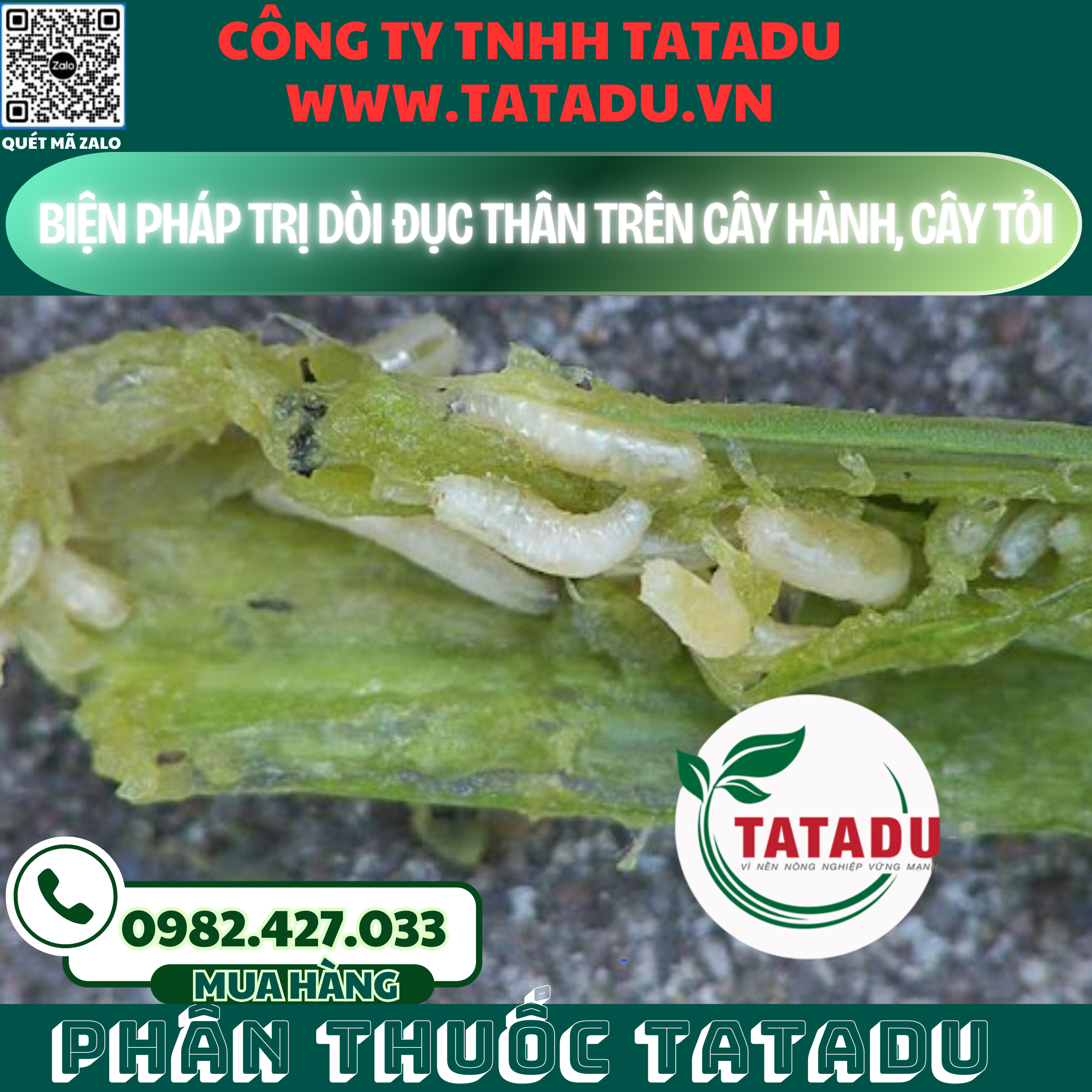 BIEN PHAP TRI DOI DUC THAN TREN CAY HANH CAY TOI