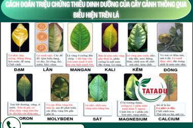 CÁCH ĐOÁN TRIỆU CHỨNG THIẾU DINH DƯỠNG CỦA CÂY CẢNH THÔNG QUA BIỂU HIỆN TRÊN LÁ – CÔNG TY TNHH TATADU