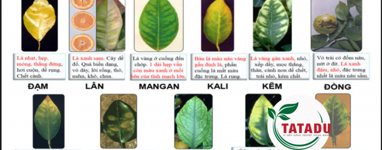 CACH DOAN TRIEU CHUNG THIEU DINH DUONG CUA CAY CANH THONG QUA BIEU HIEN TREN LA