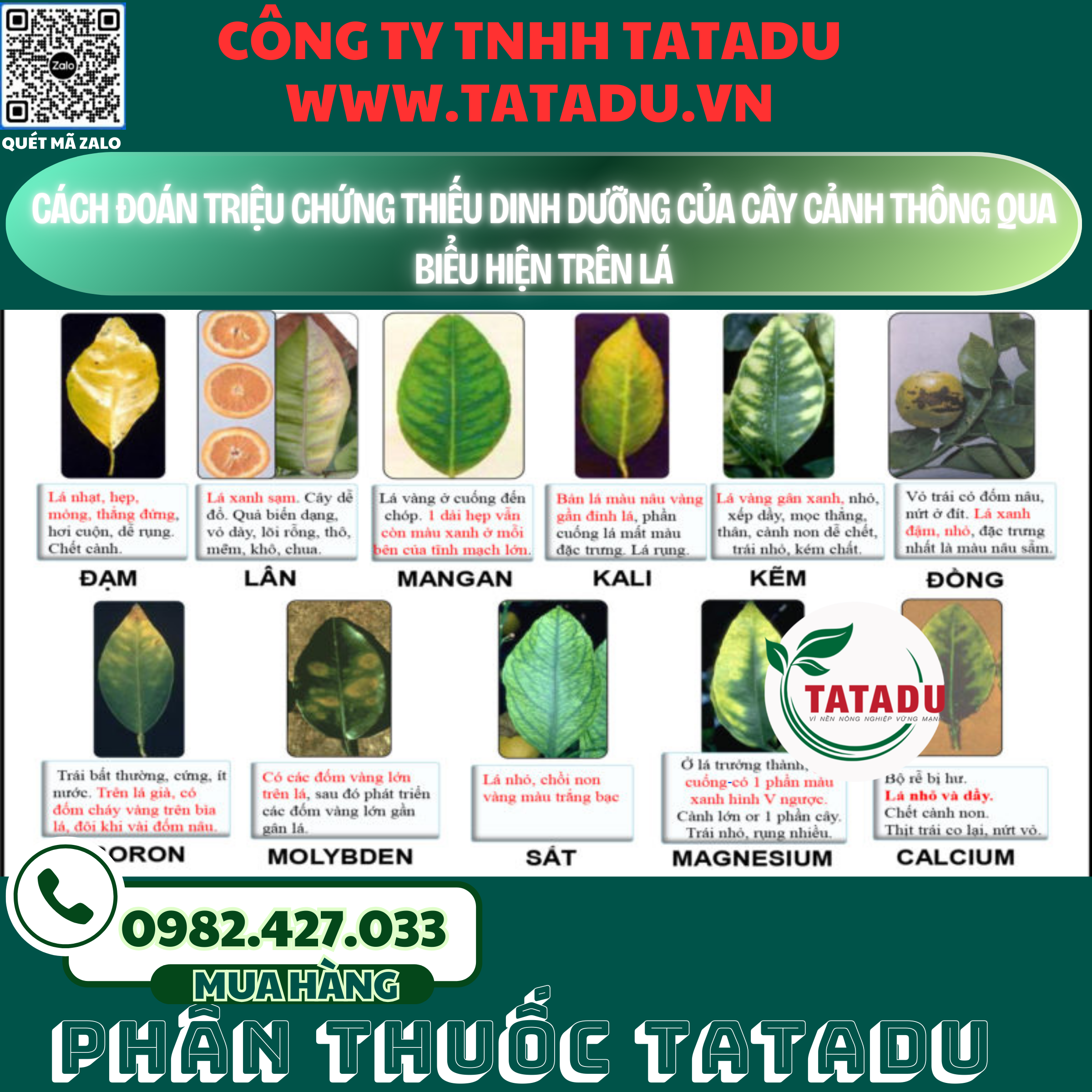 CACH DOAN TRIEU CHUNG THIEU DINH DUONG CUA CAY CANH THONG QUA BIEU HIEN TREN LA