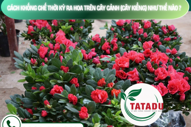 CÁCH KHỐNG CHẾ THỜI KỲ RA HOA TRÊN CÂY CẢNH (CÂY KIỂNG) NHƯ THẾ NÀO? – CÔNG TY TNHH TATADU