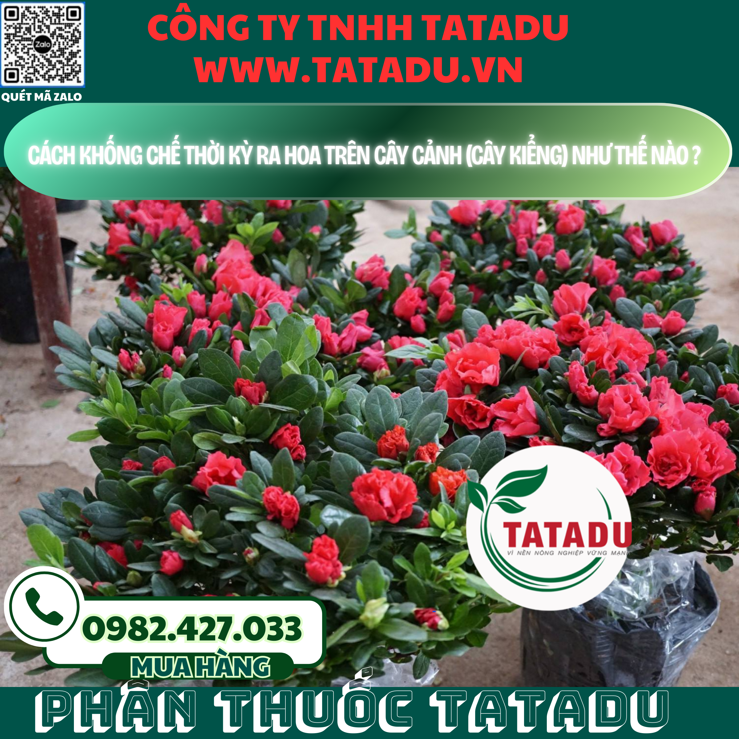 CACH KHONG CHE THOI KY RA HOA TREN CAY CANH CAY KIENG NHU THE NAO