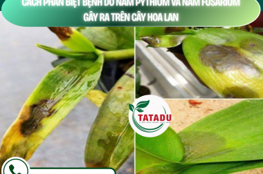 CÁCH PHÂN BIỆT BỆNH DO NẤM PYTHIUM VÀ NẤM FUSARIUM GÂY RA TRÊN CÂY HOA LAN – CÔNG TY TNHH TATADU