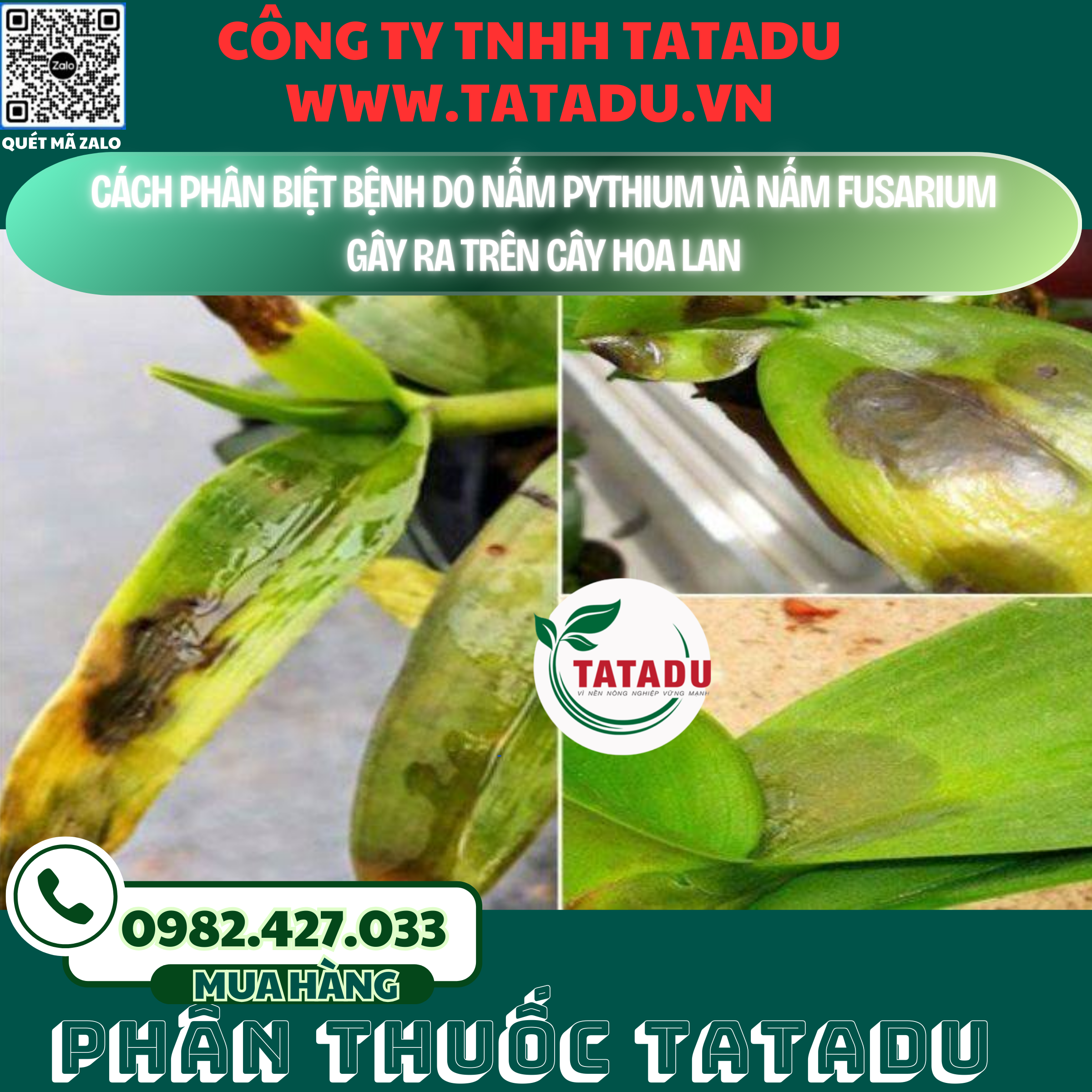 CACH PHAN BIET BENH DO NAM PYTHIUM VA NAM FUSARIUM GAY RA TREN CAY HOA LAN
