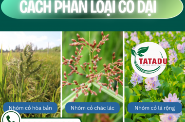 CÁCH PHÂN LOẠI CỎ DẠI – CÔNG TY TNHH TATADU