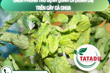 CÁCH PHÒNG TRỪ BỆNH QUĂN LÁ (XOĂN LÁ) TRÊN CÂY CÀ CHUA – CÔNG TY TNHH TATADU