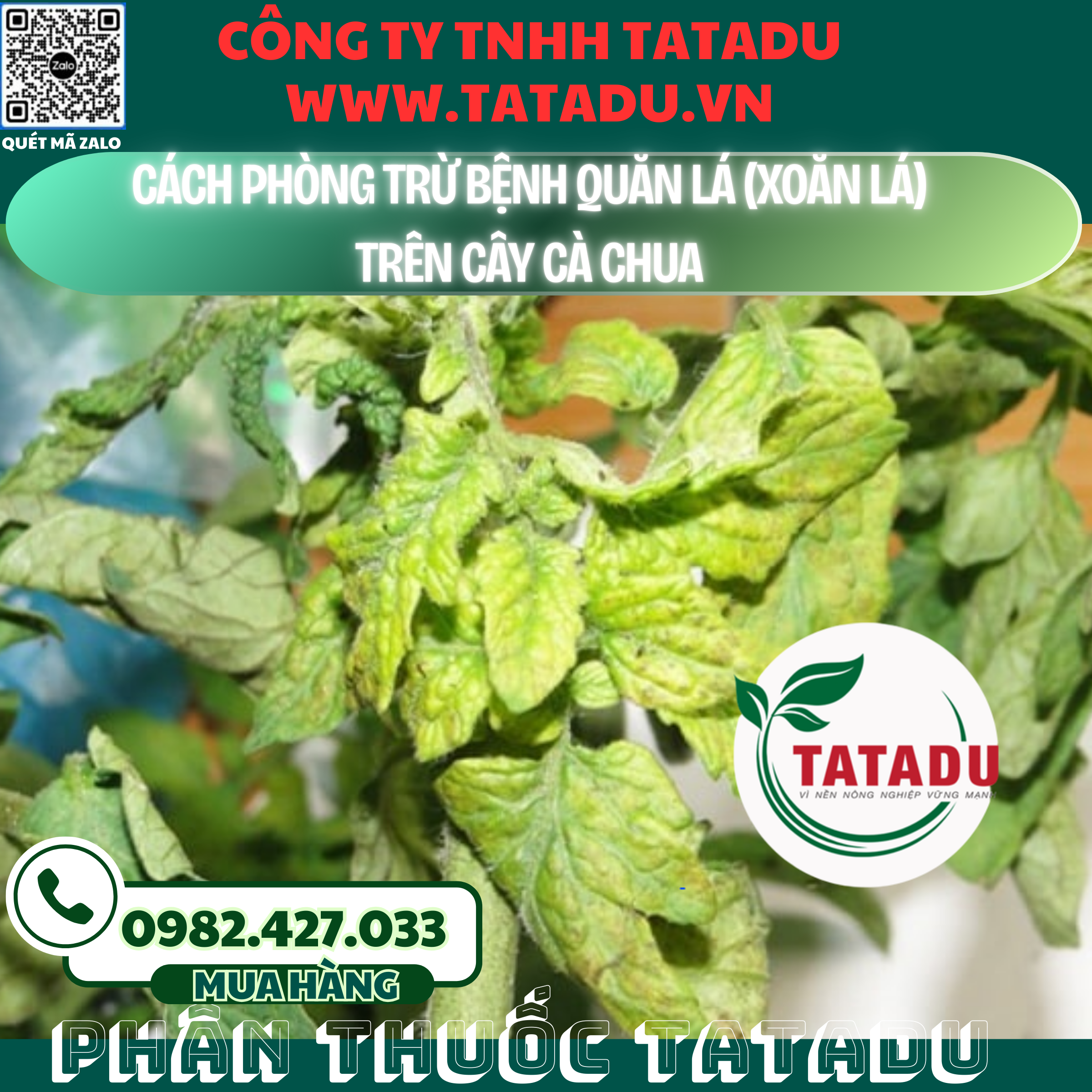 CACH PHONG TRU BENH QUAN LA XOAN LA TREN CAY CA CHUA