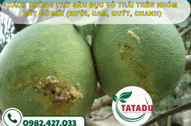 CÁCH PHÒNG TRỪ SÂU ĐỤC VỎ TRÁI TRÊN NHÓM CÂY CÓ MÚI (BƯỞI, CAM, QUÝT, CHANH)