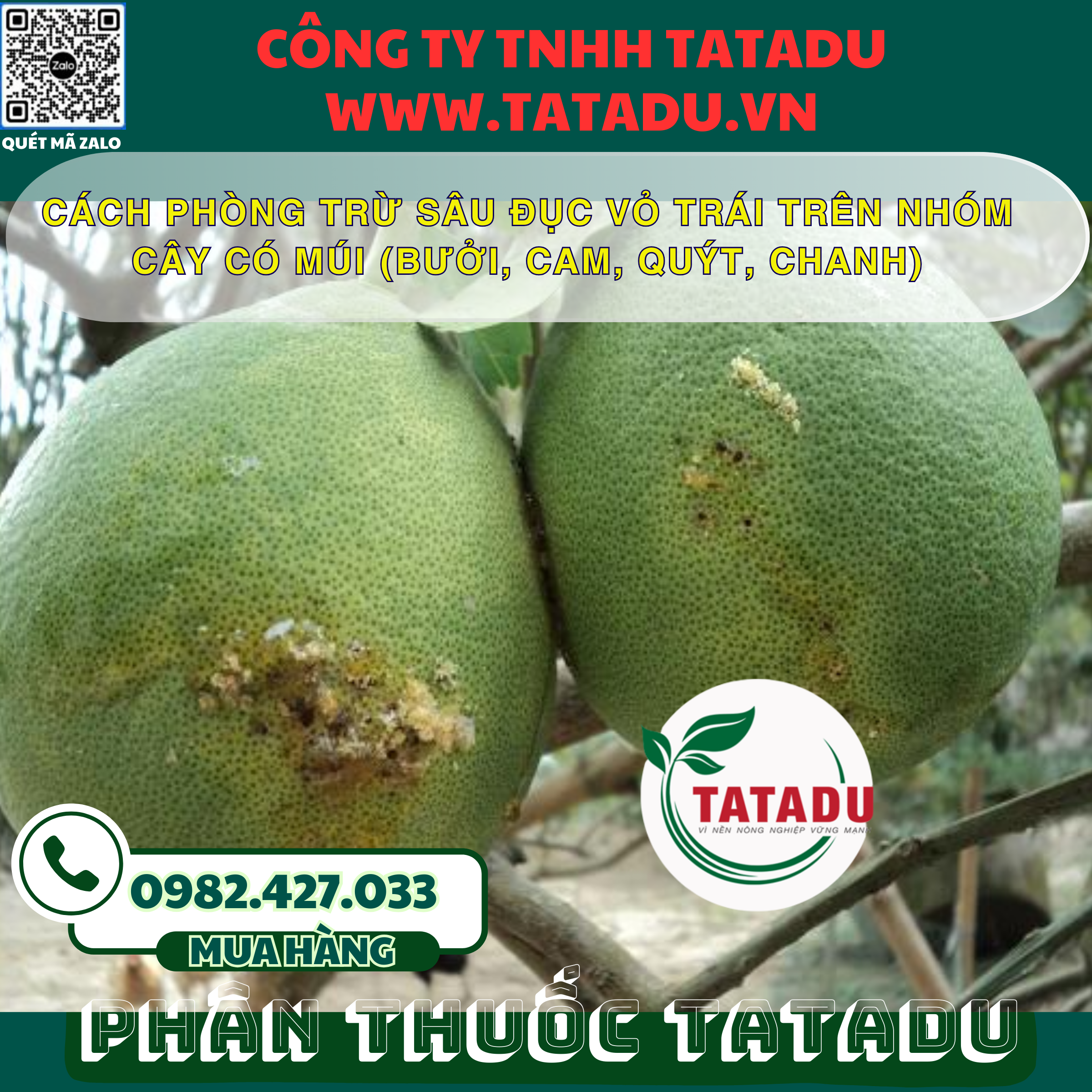 CACH PHONG TRU SAU DUC VO TRAI TREN NHOM CAY CO MUI BUOI CAM QUYT CHANH