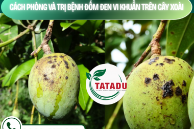 CÁCH PHÒNG VÀ TRỊ BỆNH ĐỐM ĐEN VI KHUẨN TRÊN CÂY XOÀI (BACTERIAL BLACK SPOT) – CÔNG TY TNHH TATADU