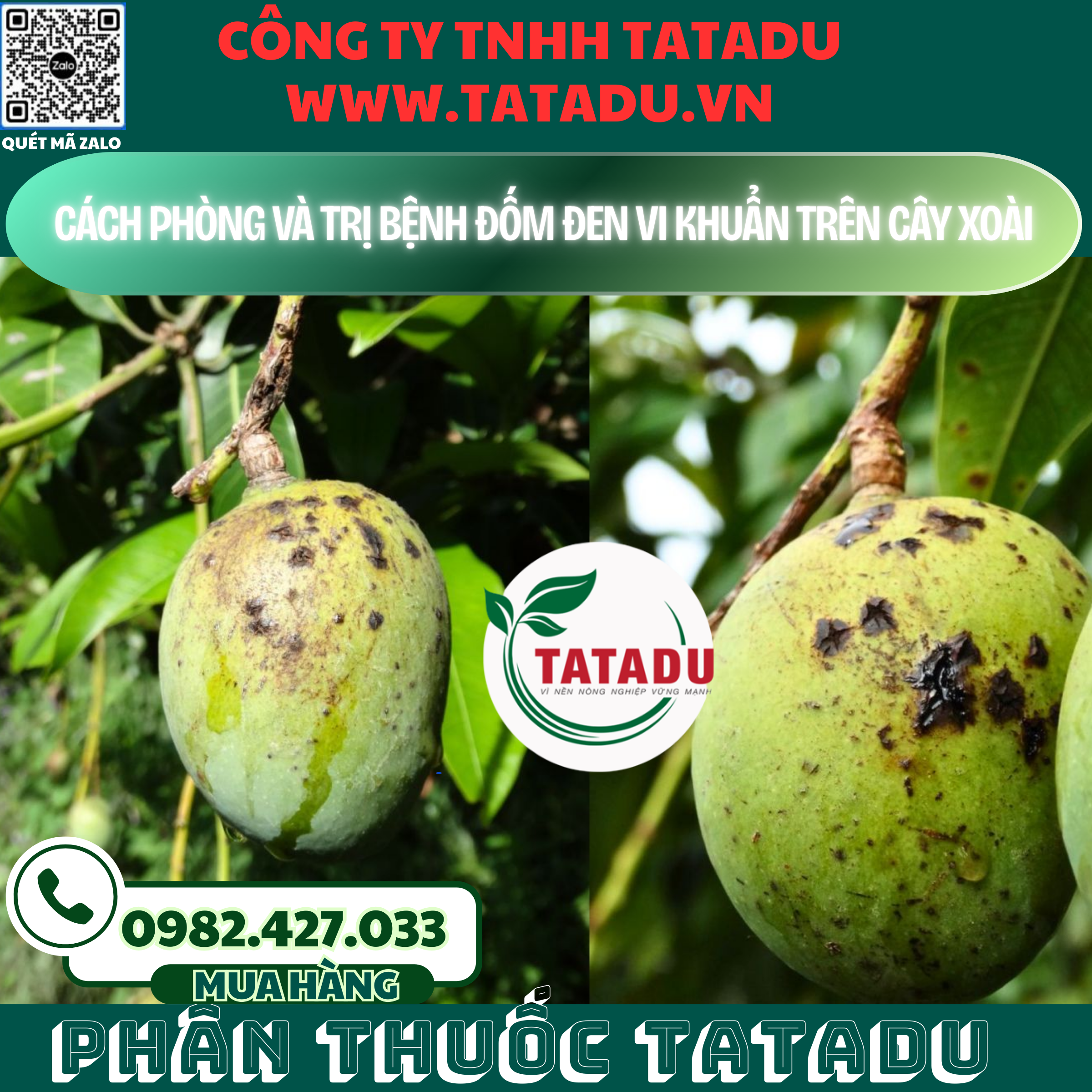 CACH PHONG VA TRI BENH DOM DEN VI KHUAN TREN CAY XOAI