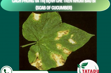 CÁCH PHÒNG VÀ TRỊ BỆNH GHẺ TRÊN NHÓM BẦU BÍ (SCAB OF CUCUMBER) – CÔNG TY TNHH TATADU