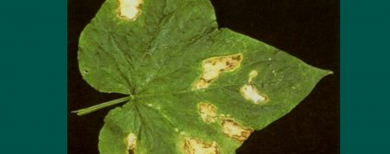 CACH PHONG VA TRI BENH GHE TREN NHOM BAU BI SCAB OF CUCUMBER