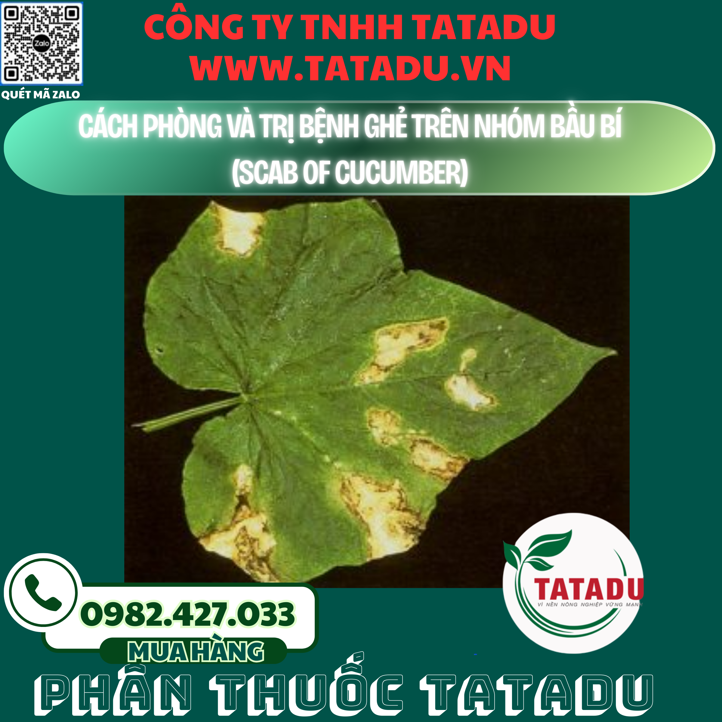 CACH PHONG VA TRI BENH GHE TREN NHOM BAU BI SCAB OF CUCUMBER
