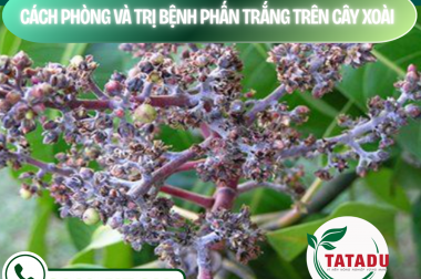 CÁCH PHÒNG VÀ TRỊ BỆNH PHẤN TRẮNG TRÊN CÂY XOÀI – CÔNG TY TNHH TATADU
