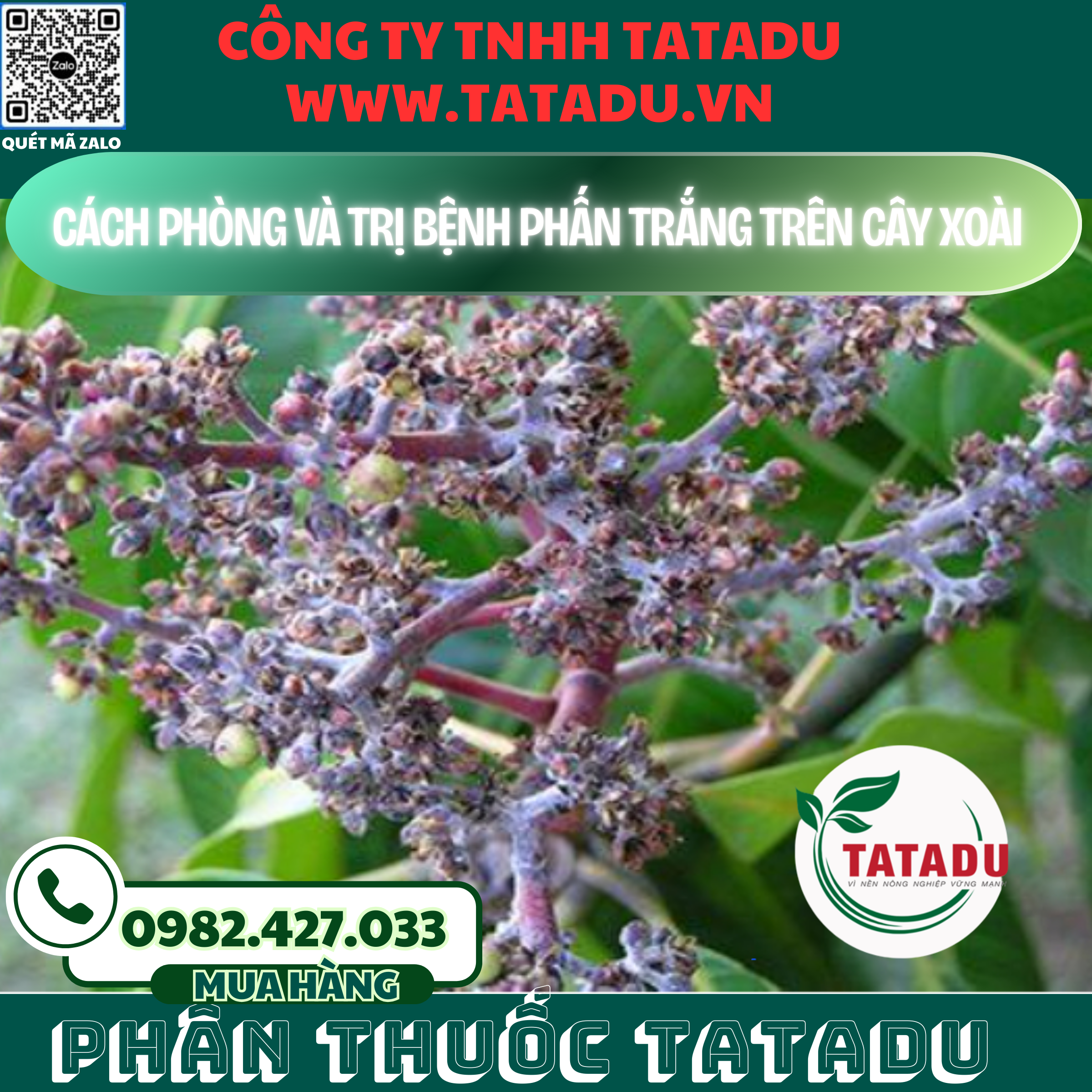 CACH PHONG VA TRI BENH PHAN TRANG TREN CAY XOAI