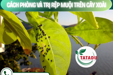 CÁCH PHÒNG VÀ TRỊ RỆP MUỘI TRÊN CÂY XOÀI – CÔNG TY TNHH TATADU