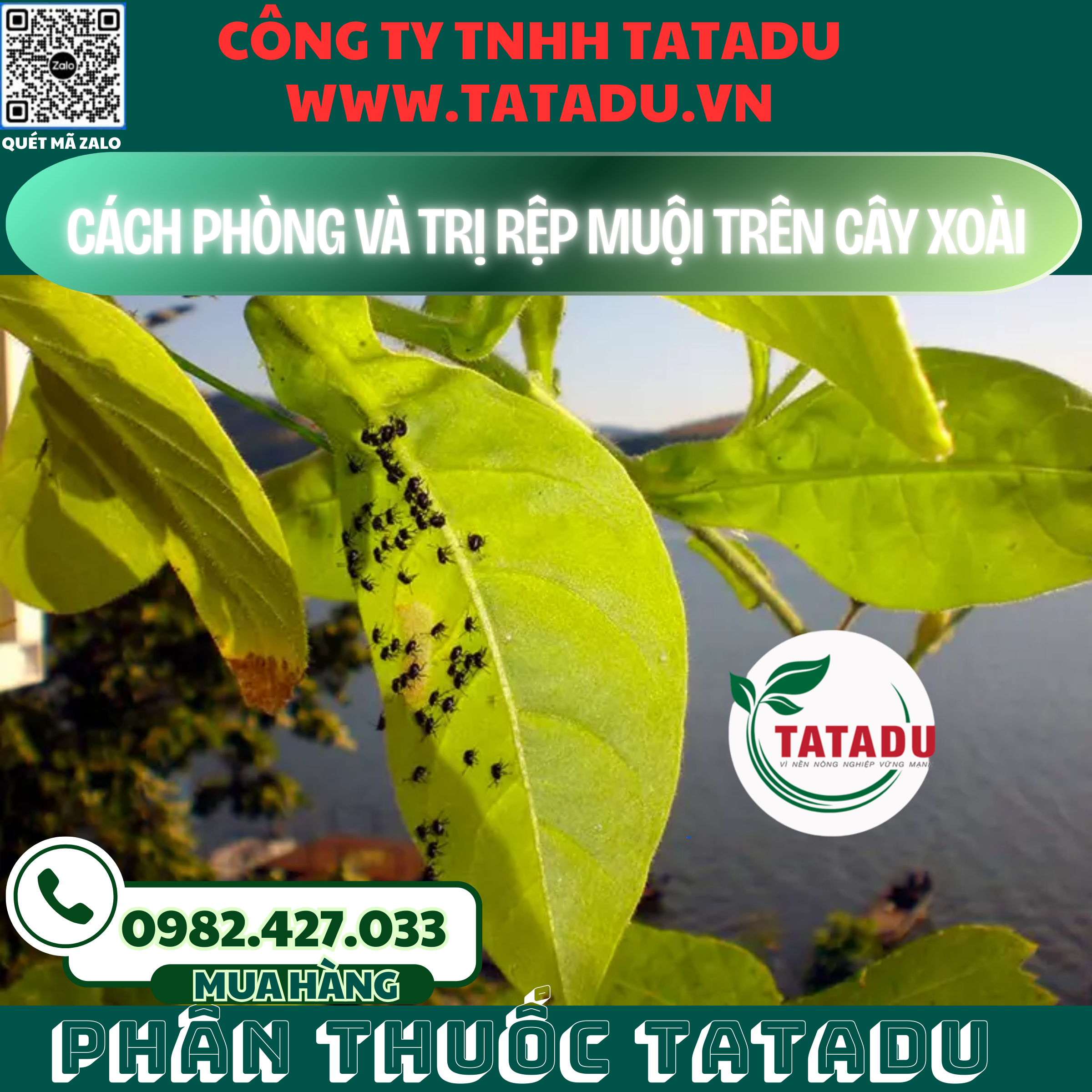 CACH PHONG VA TRI REP MUOI TREN CAY XOAI