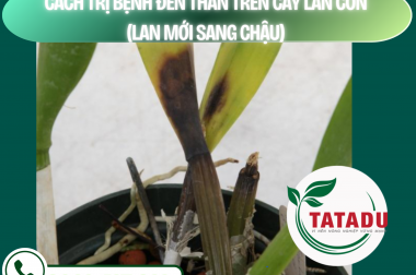CÁCH TRỊ BỆNH ĐEN THÂN TRÊN CÂY LAN CON (LAN MỚI SANG CHẬU) – CÔNG TY TNHH TATADU
