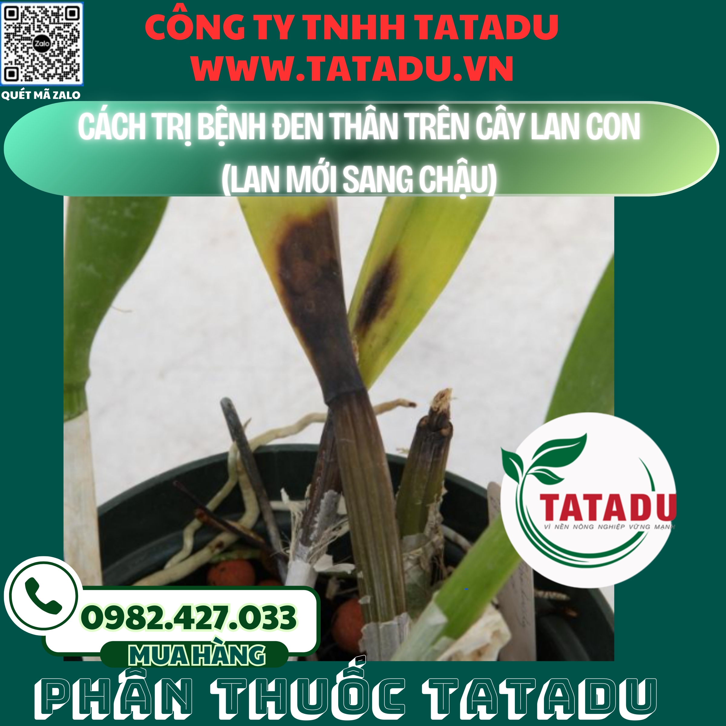 CACH TRI BENH DEN THAN TREN CAY LAN CON LAN MOI SANG CHAU