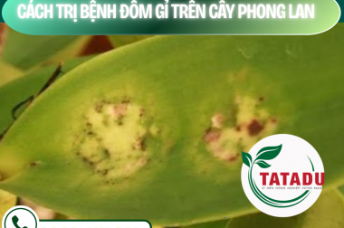 CÁCH TRỊ BỆNH ĐỐM GỈ TRÊN CÂY PHONG LAN – CÔNG TY TNHH TATADU