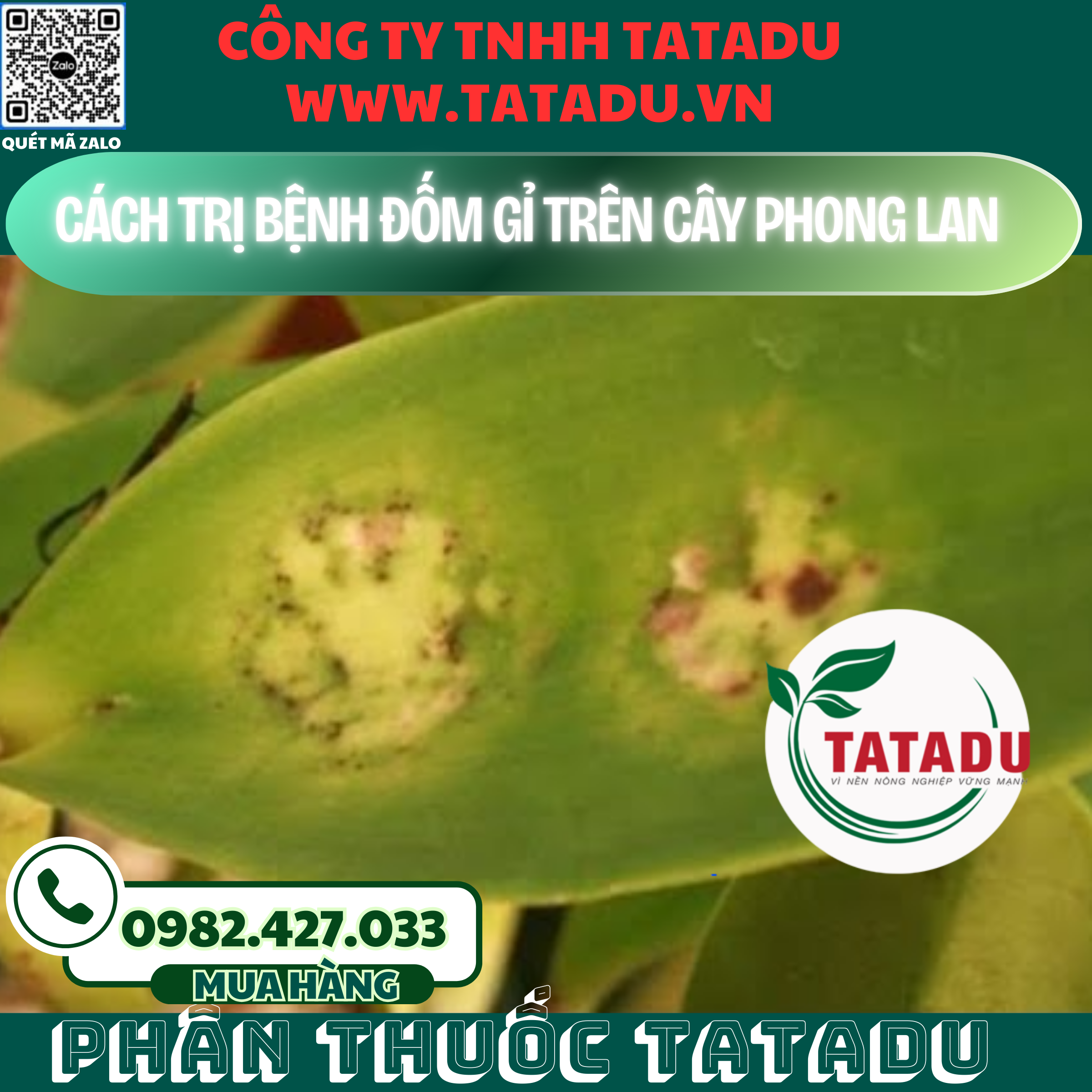 CACH TRI BENH DOM GI TREN CAY PHONG LAN
