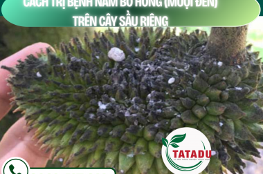 CÁCH TRỊ BỆNH NẤM BỒ HÓNG (MUỘI ĐEN) TRÊN CÂY SẦU RIÊNG – CÔNG TY TNHH TATADU