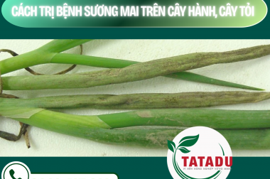 CÁCH TRỊ BỆNH SƯƠNG MAI TRÊN CÂY HÀNH, CÂY TỎI – CÔNG TY TNHH TATADU
