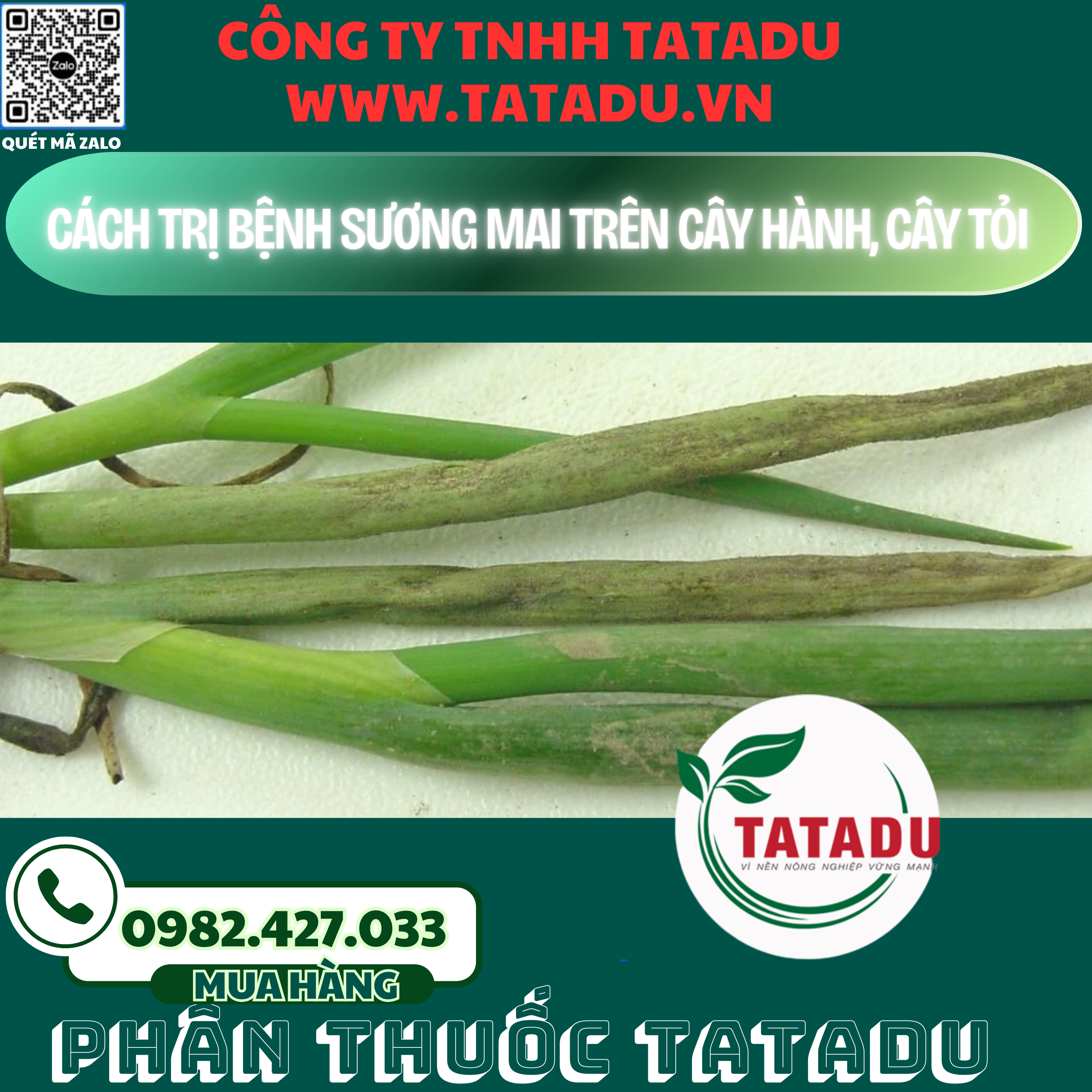 CACH TRI BENH SUONG MAI TREN CAY HANH CAY TOI