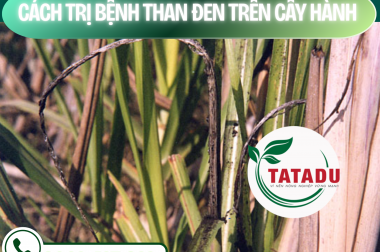 CÁCH TRỊ BỆNH THAN ĐEN TRÊN CÂY HÀNH – CÔNG TY TNHH TATADU