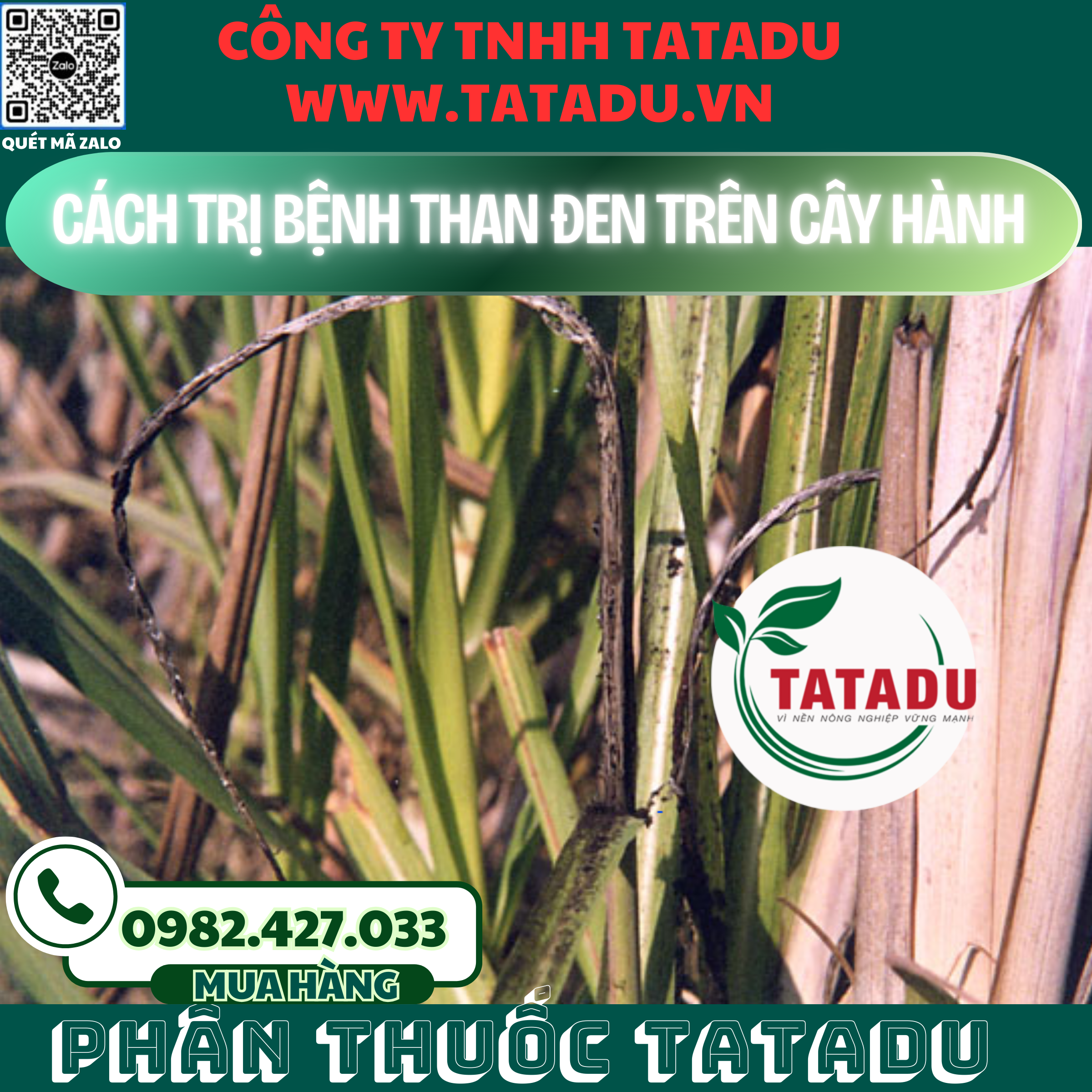 CACH TRI BENH THAN DEN TREN CAY HANH