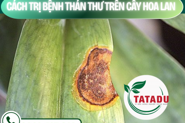 CÁCH TRỊ BỆNH THÁN THƯ TRÊN CÂY HOA LAN – CÔNG TY TNHH TATADU