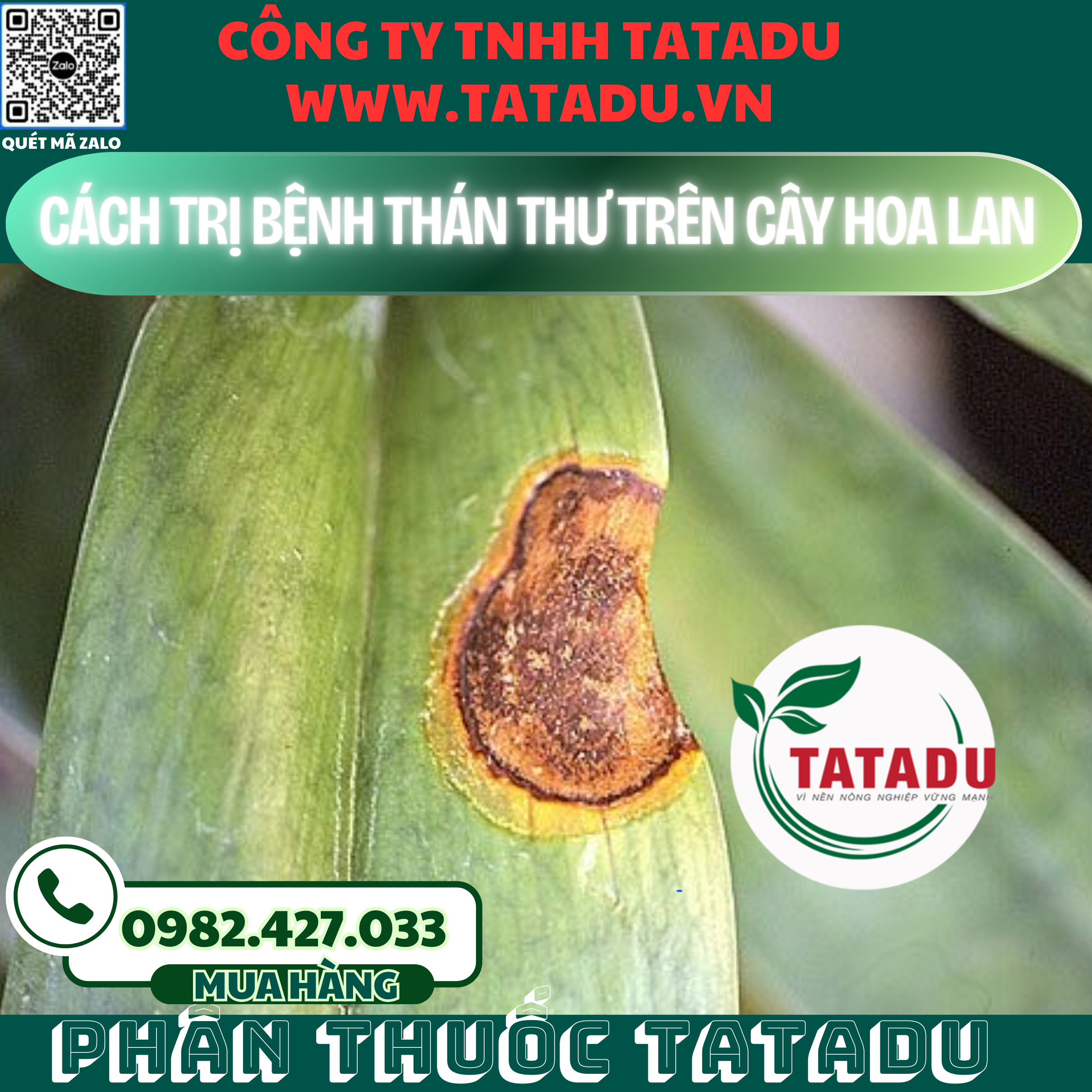 CACH TRI BENH THAN THU TREN CAY HOA LAN