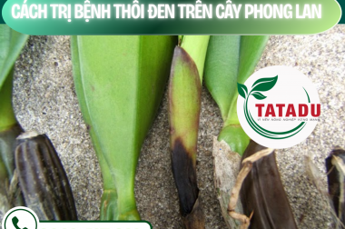 CÁCH TRỊ BỆNH THỐI ĐEN TRÊN CÂY PHONG LAN – CÔNG TY TNHH TATADU