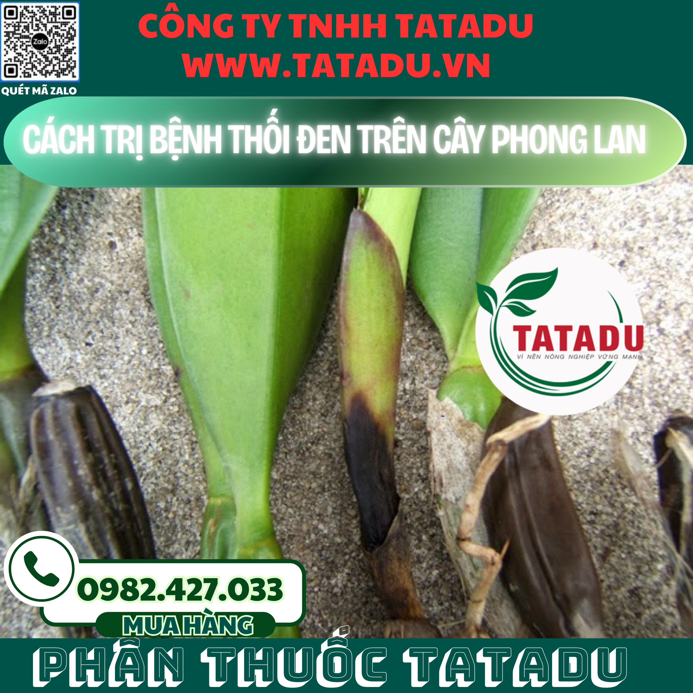 CACH TRI BENH THOI DEN TREN CAY PHONG LAN