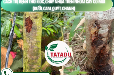 CÁCH TRỊ BỆNH THỐI GỐC, CHẢY NHỰA TRÊN NHÓM CÂY CÓ MÚI (BƯỞI, CAM, QUÝT, CHANH) – CÔNG TY TNHH TATADU