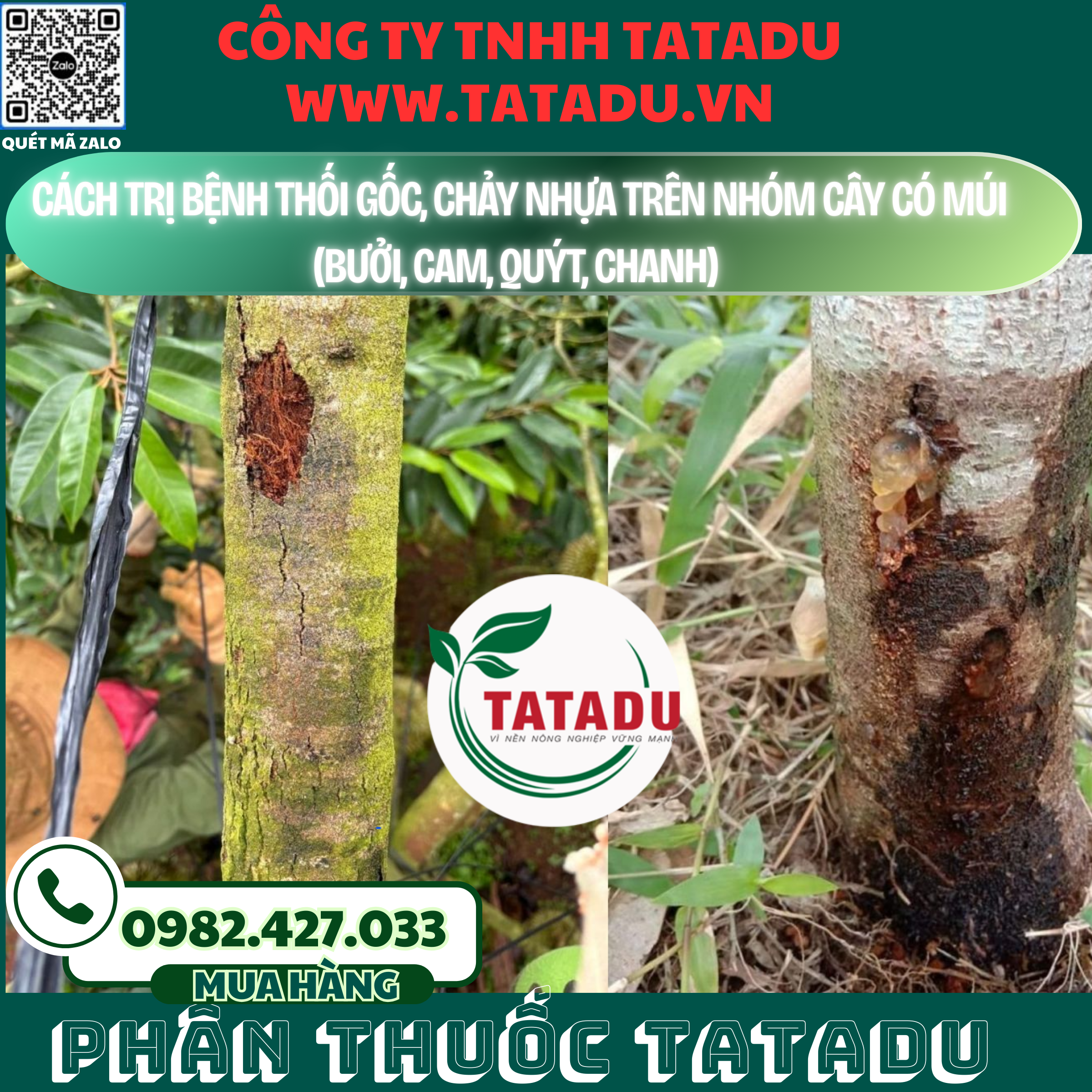 CACH TRI BENH THOI GOC CHAY NHUA TREN NHOM CAY CO MUI BUOI CAM QUYT CHANH