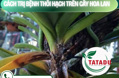CÁCH TRỊ BỆNH THỐI HẠCH TRÊN CÂY HOA LAN – CÔNG TY TNHH TATADU